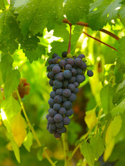 Grapes of black vine ripe