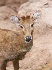 Sambar Deer (Cervus unicolor)