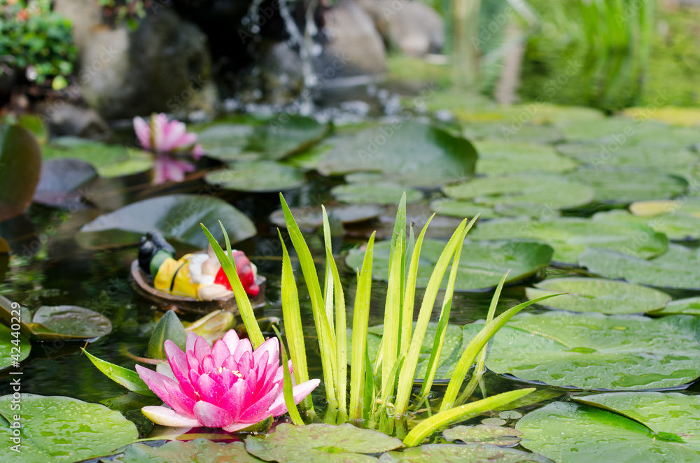 Canvas Prints water lily background