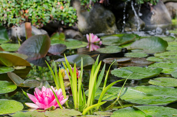 water lily background