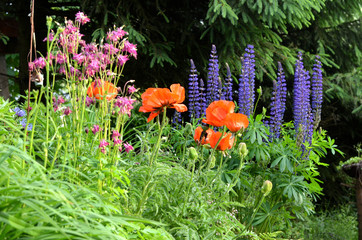 Blumen Beet bunt Mohn Lupinen