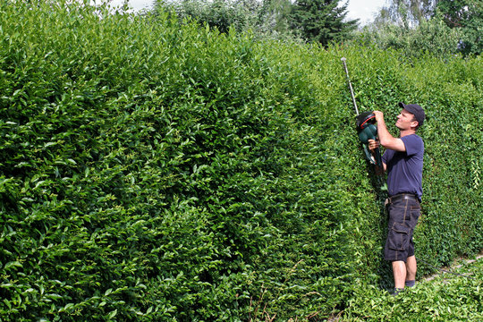 Schneiden von Ligusterhecke