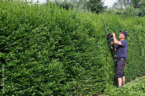 "Schneiden von Ligusterhecke" Stockfotos und lizenzfreie ...