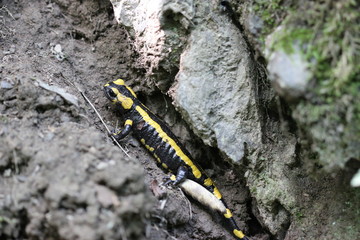 Feuersalamander im Nationalpark Kellerwald