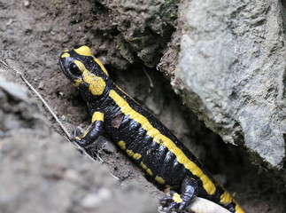 Feuersalamander im Nationalpark Kellerwald