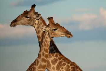 Obraz premium two giraffes