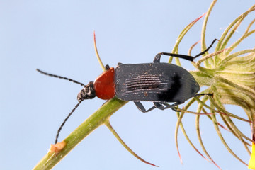 Coleóptero, heliotaurus ruficollis