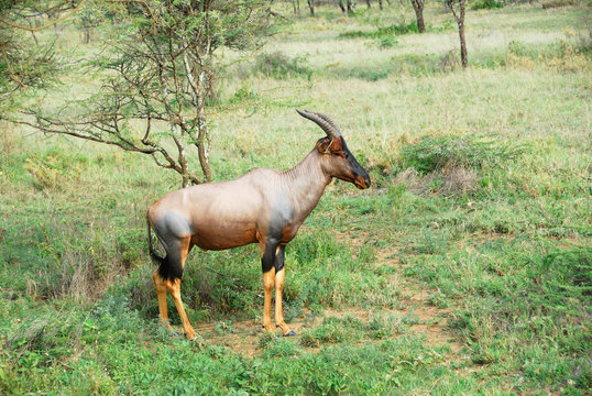 Antelope Topi (Damaliscus korrigum)