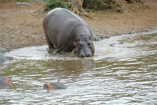 Hippo pool