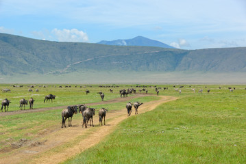 Crater Ngorongoro, Tanzania