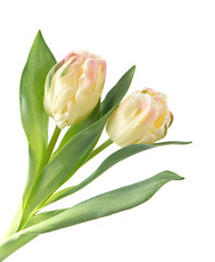 two soft pastel tulip flowers