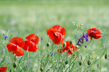 Obraz premium red poppy on field