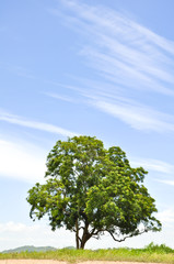 Big tree with blue sky