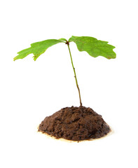 Twig with leaves islolated on white.