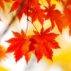 Autumn maple leaves