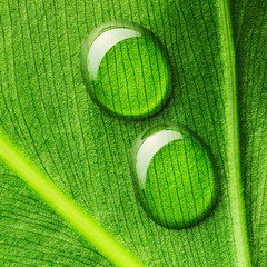 Water drops on leaf