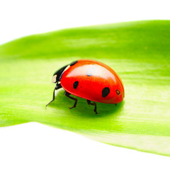 Ladybug