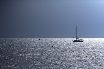 Fototapeta premium Silhouette von Segelboot und Möwen