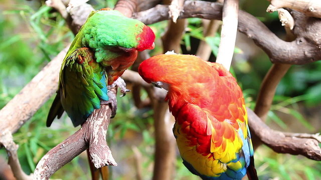 Pair of colorful parrots in the rain in the jungle