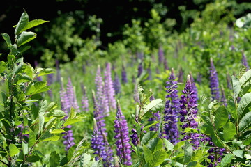 Obraz premium wild lupine flowers