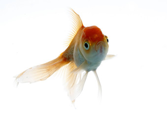 lion head fish