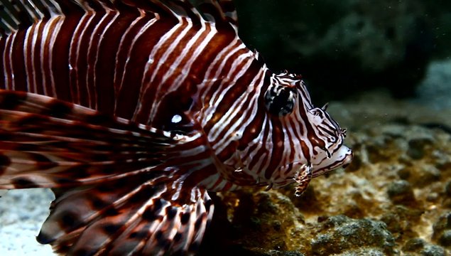 pesce scorpione