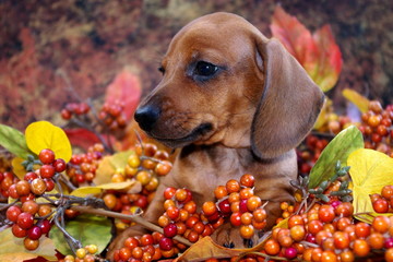 Autumn Holiday Dachshund Puppy
