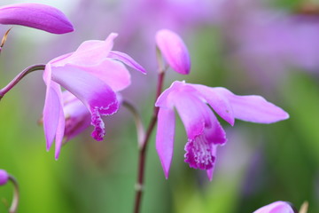 western fairy slipper