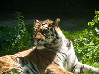 Tigre de Sibérie