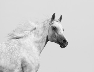 Obraz na płótnie Canvas white arabian stallion