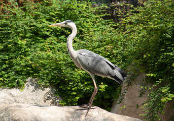 Héron sur le rocher