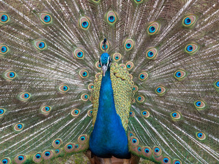 Obraz premium Paon qui fait la roue