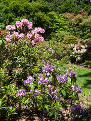 Rhododendron violet et rose