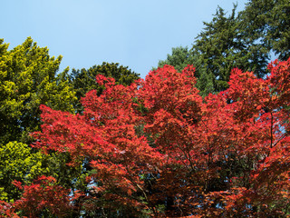 Erable rouge et feuilles en transparence