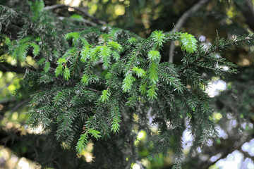 New green pins on the fir branches