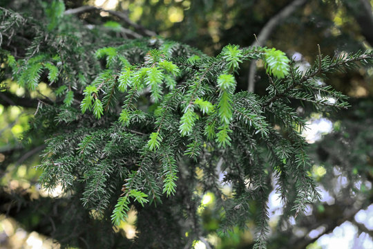 New green pins on the fir branches