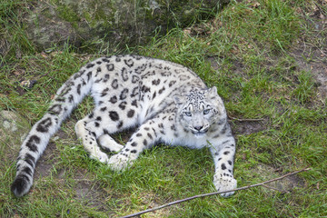 Snow leopard