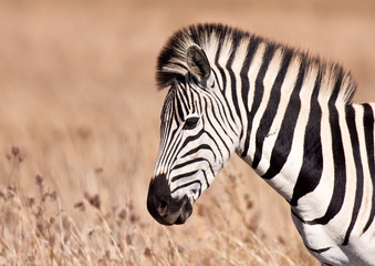 Fototapeta na wymiar Zebra walking w ziemi trawy