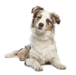 Australian Shepherd puppy, 6 months old