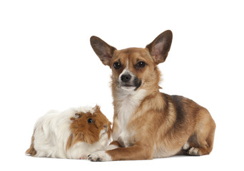 Bastard dog and guinea pig portrait against white background