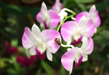 Naklejka na ściany i meble Orchidee - Preranenya (Sri Lanka)