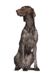 German Shorthaired Pointer, 4 years old