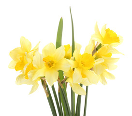 beautiful yellow daffodils isolated on white