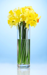 beautiful yellow daffodils in transparent vase