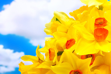 beautiful yellow daffodils  on blue sky background