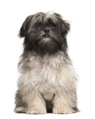 Lhasa apso sitting against white background