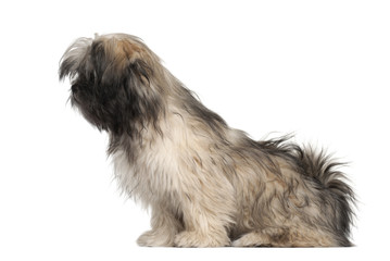 Lhasa apso sitting against white background