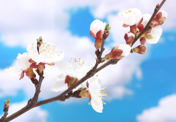 beautiful apricot blossom on blue sky background.