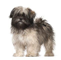 Lhasa apso portrait against white background