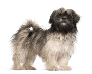 Lhasa apso standing against white background